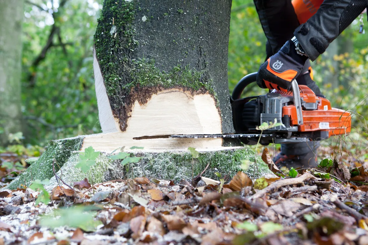 O persoană care folosește un ferăstrău cu lanț pentru a tăia un copac într-un cadru forestier.