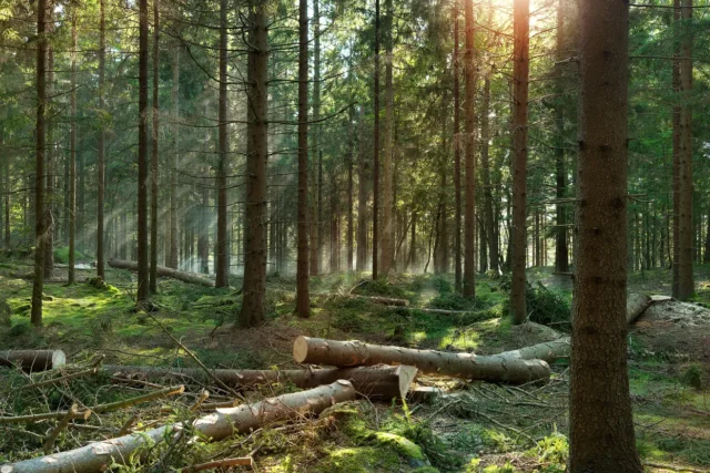 Lumina soarelui se filtrează printr-o pădure deasă cu bușteni de copaci tăiați împrăștiați pe pământul cu mușchi.