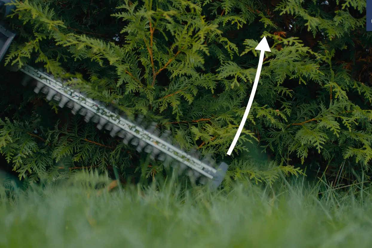Illustration Use Hedge trimming guide