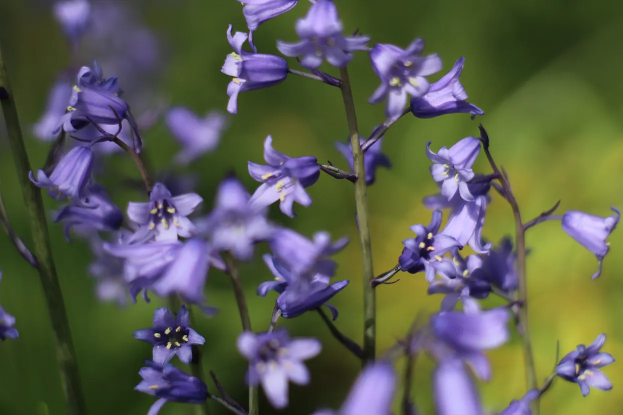 Prim-plan cu flori violete în formă de clopot într-un cadru de grădină.