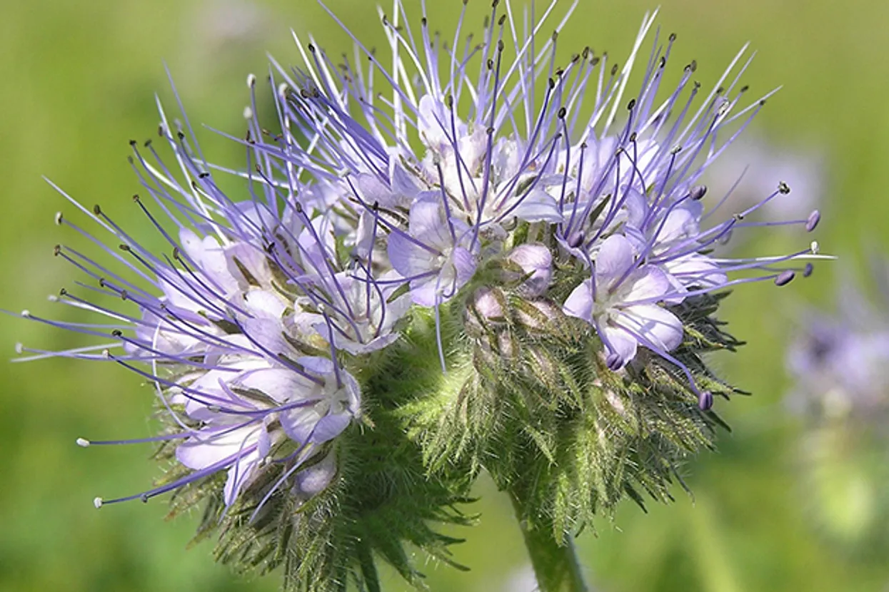 Prim-plan al unei plante cu flori violete într-o grădină.