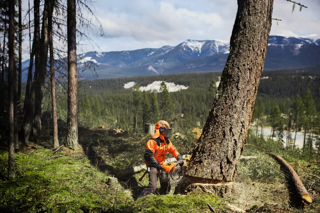 O persoană în echipament de lucru care taie un copac într-un cadru forestier.