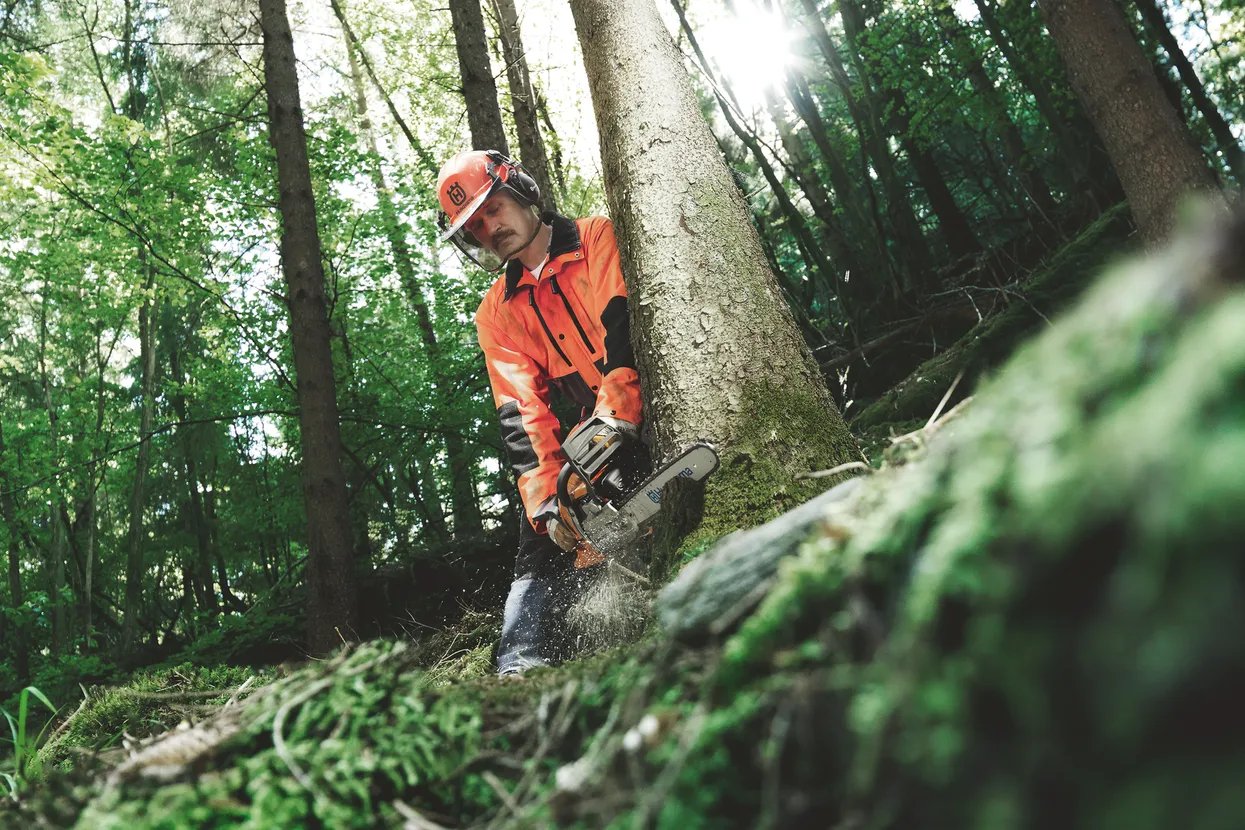 O persoană care folosește un ferăstrău cu lanț pentru a tăia un copac într-un cadru forestier.