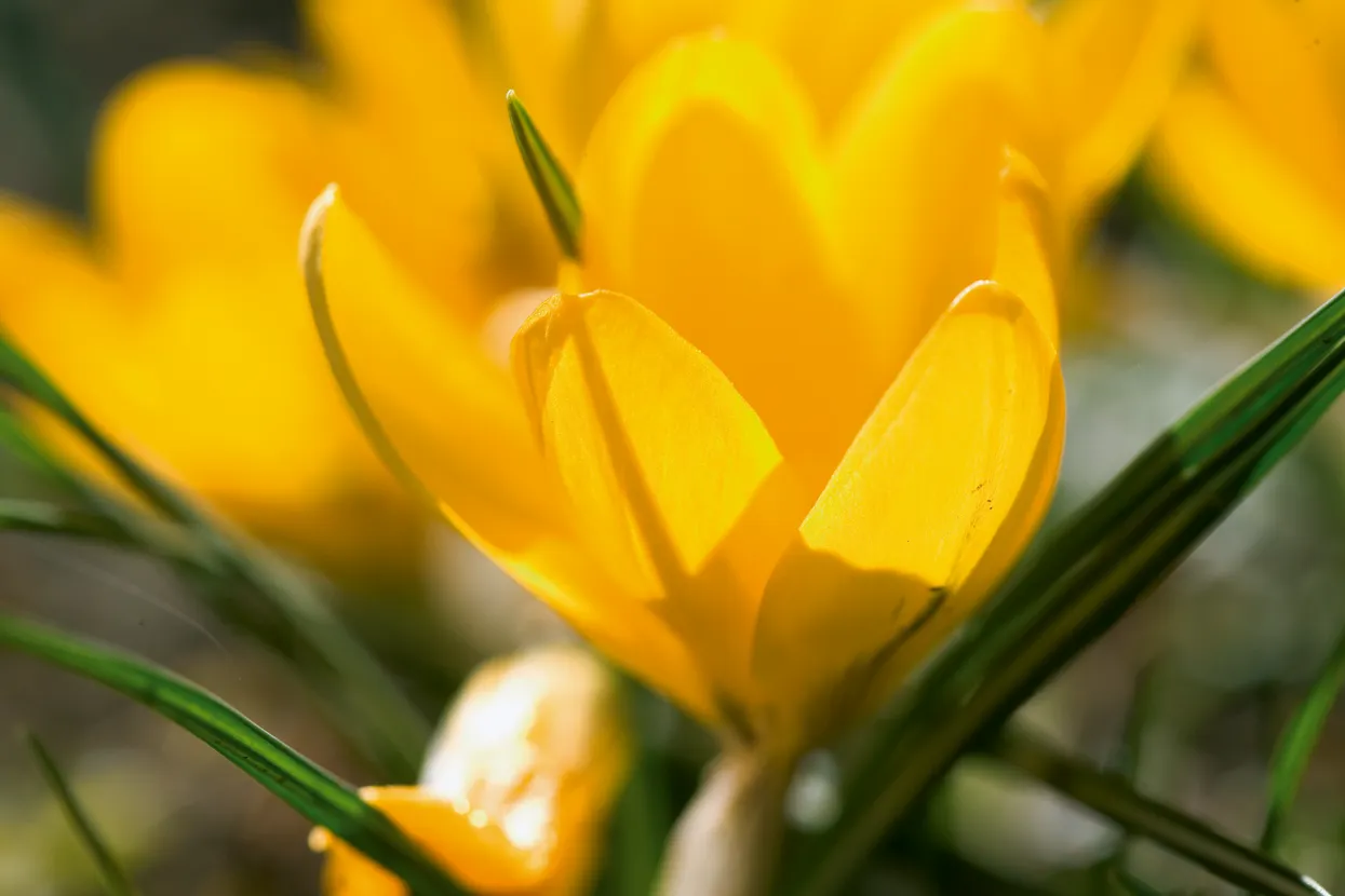 Prim-plan al unei flori de crocus galben vibrant în floare.