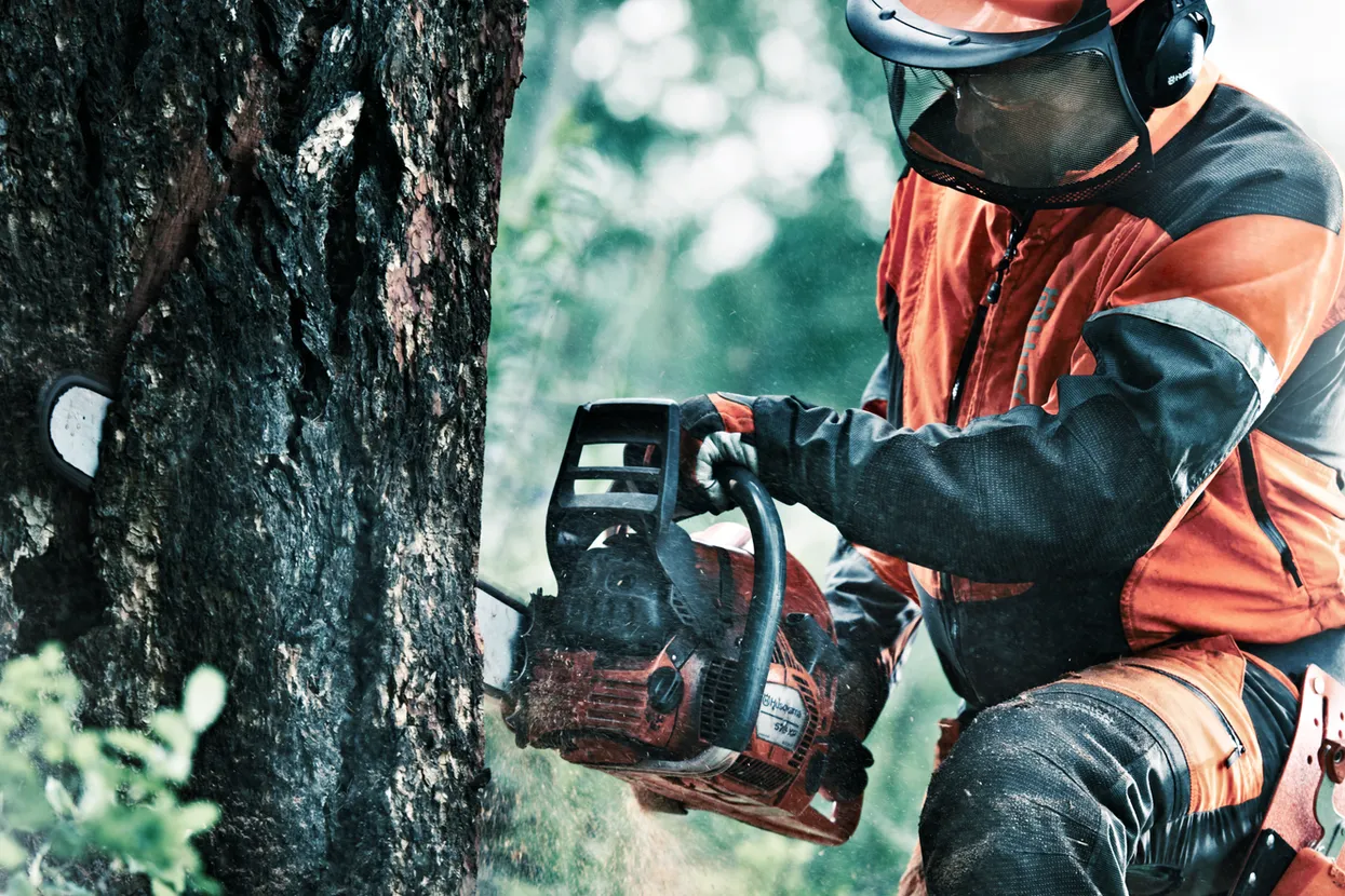 O persoană care folosește un ferăstrău cu lanț pentru a tăia un trunchi de copac într-un cadru forestier.