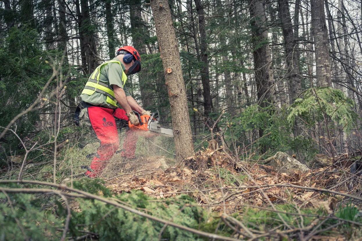 O persoană care folosește un ferăstrău cu lanț pentru a tăia un copac într-un cadru forestier.