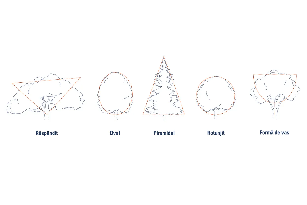 Ilustrație care arată diferite forme de copaci: întins, oval, piramidal, rotunjit și în formă de vază.