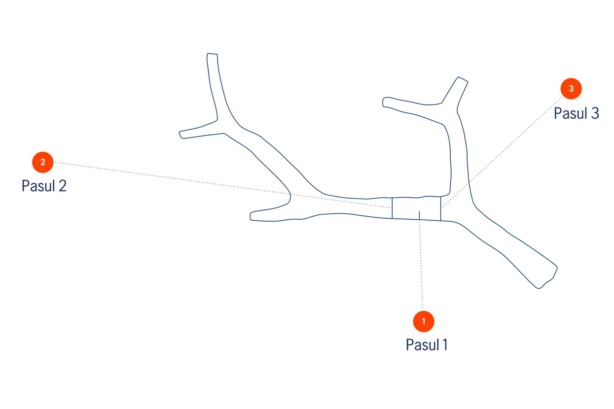 Ilustrație a unei ramuri de copac cu trei secțiuni etichetate: Pasul 1, Pasul 2 și Pasul 3.